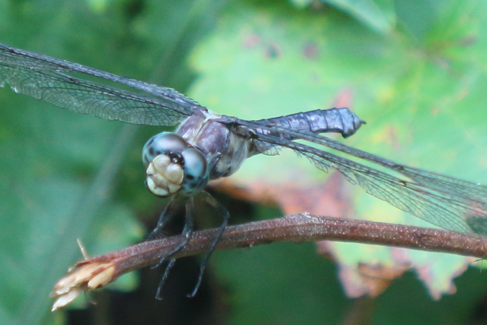Bored Dragonfly