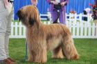 Westminster Kennel Club Dog Show